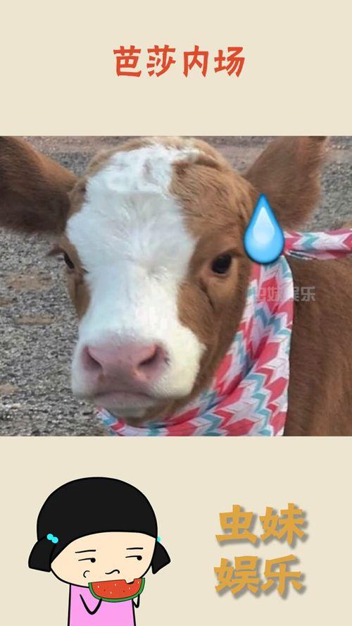 娱乐吃瓜酱猫猫